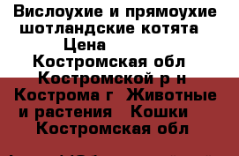 Вислоухие и прямоухие шотландские котята › Цена ­ 2 000 - Костромская обл., Костромской р-н, Кострома г. Животные и растения » Кошки   . Костромская обл.